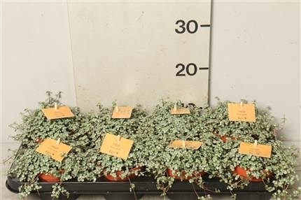 Пилея Глаука (GL) 10496 - фото 29972