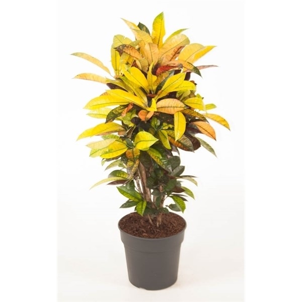 Кодиеум М.Айкетон 120/27 (GL) 10604 - фото 30485