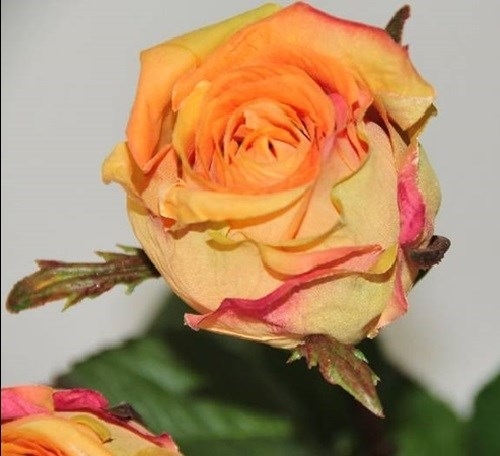 Роза оранжевая (искусственная) GL - фото 30818