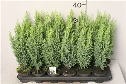 Кипарисовик Элвуда 9/30 (GL) 17694 - фото 32390