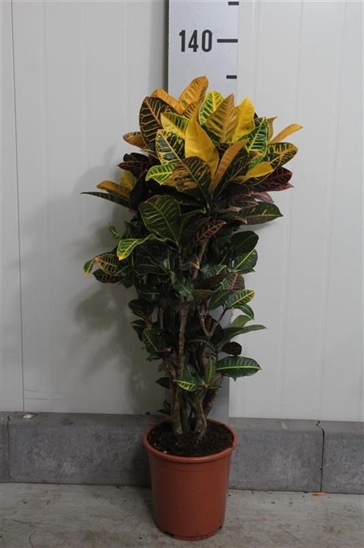 Кодиеум Петра 30/100 (GL) 17696 - фото 32392