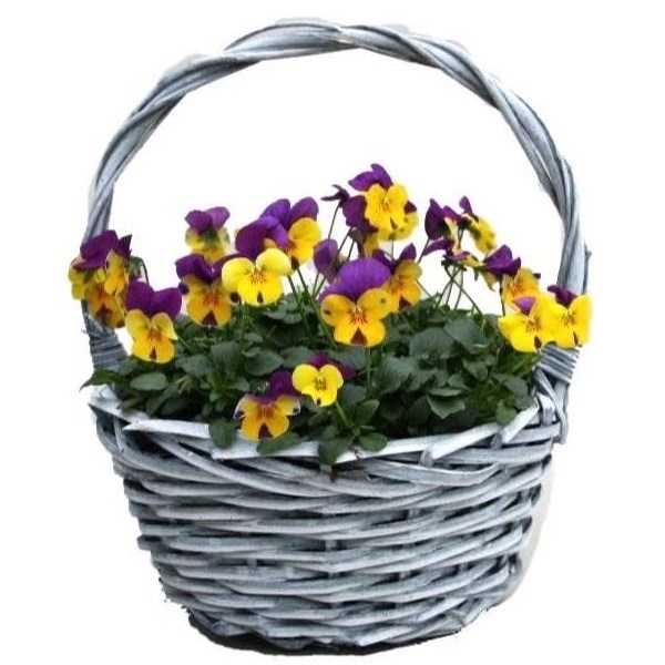 Композиция растений 695 (GL) 18462 - фото 34241