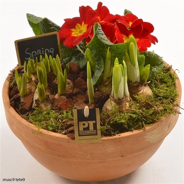 Композиция растений 1713 (GL) 18467 - фото 34246