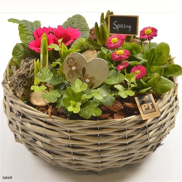 Композиция растений 1747 (GL) 18468 - фото 34247