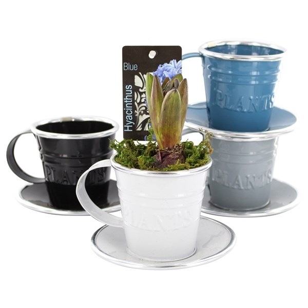 Луковичные композ. 0907 (GL) 18474 - фото 34253