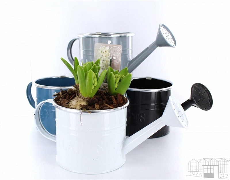 Луковичные композ. 0911 (GL) 18477 - фото 34256