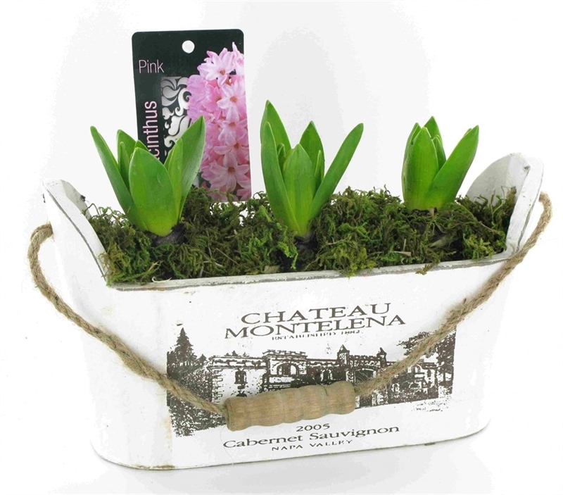 Луковичные композ. 21017 (GL) 18480 - фото 34259