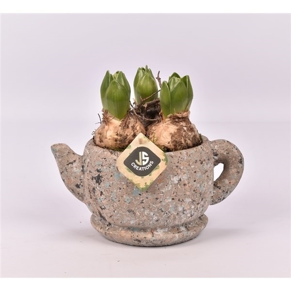 Луковичные композ. 21028 (GL) 18481 - фото 34260