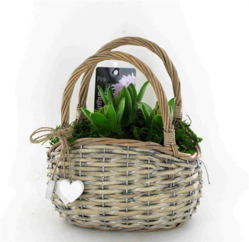 Луковичные композ. 3703 (GL) 18482 - фото 34261