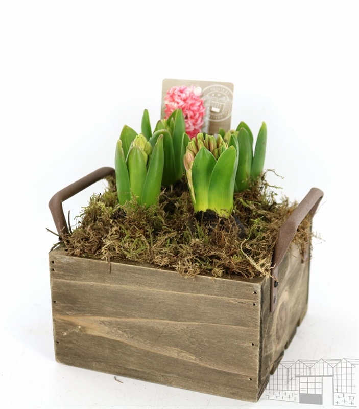 Луковичные композ. 4904 (GL) 18483 - фото 34262