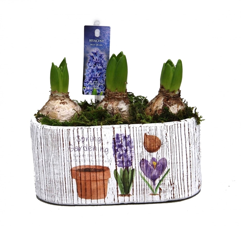 Луковичные композ. 498 (GL) 18484 - фото 34263