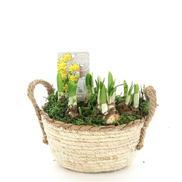 Луковичные композ. 5725 (GL) 18485 - фото 34264