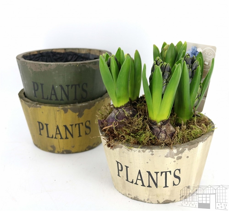 Луковичные композ. 5903 (GL) 18486 - фото 34265