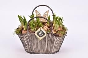 Луковичные композ. нарциссы 2044 (GL) 18487 - фото 34266