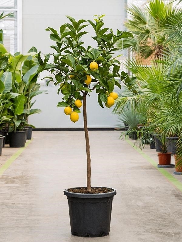 Лимонное дерево 160/40 см (Nieuwkoop Europe) - фото 35512