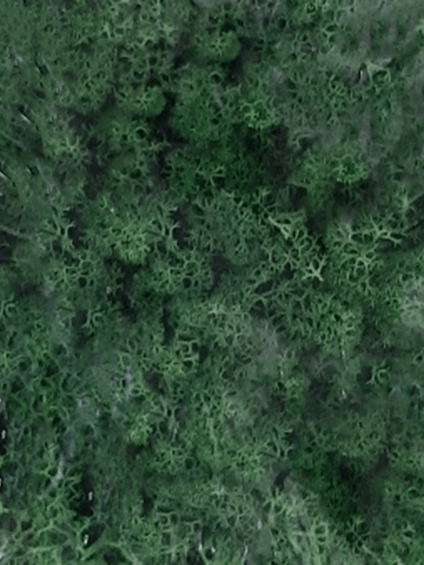 Стабилизированный мох Reindeer moss grass green (примерно. 0,45 m2) - фото 36192