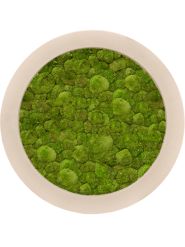 Картина из мха polystone natural 60/5 100% ball moss - фото 36226