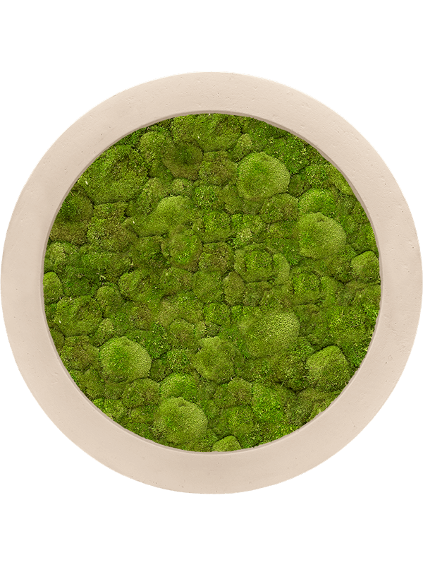 Картина из мха polystone natural 40/5 100% ball moss - фото 36227