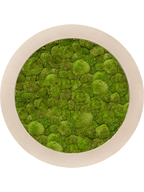 Картина из мха polystone natural 80/5 100% ball moss - фото 36228
