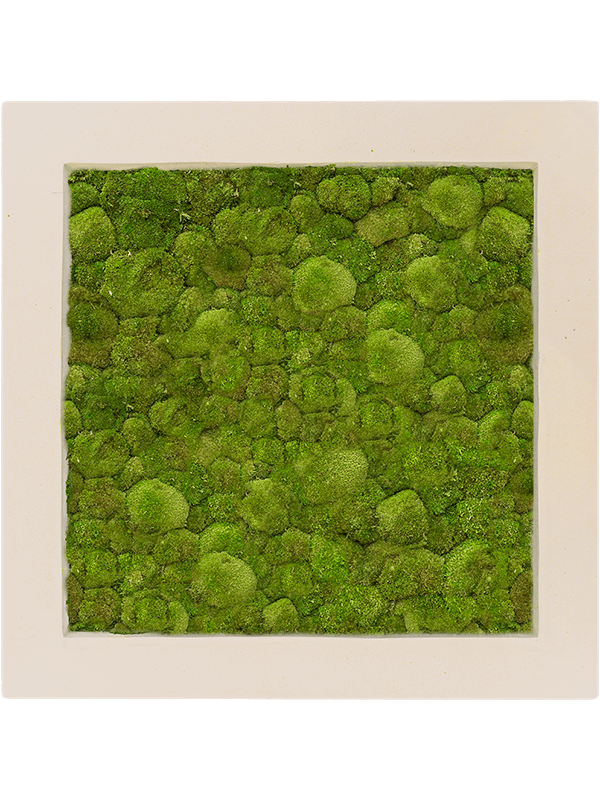 Картина из мха polystone natural 70/70/5 100% ball moss - фото 36230