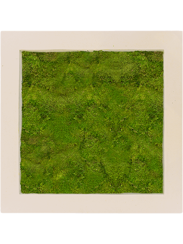 Картина из мха polystone natural 70/70/ 5 100% flat moss - фото 36236