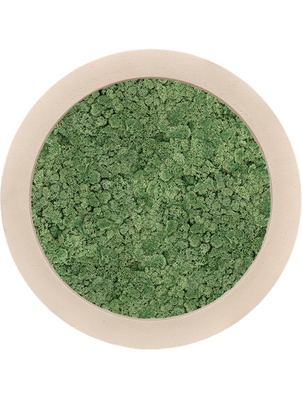 Картина из мха polystone natural 100% reindeer moss 60/5 (moss green) - фото 36237