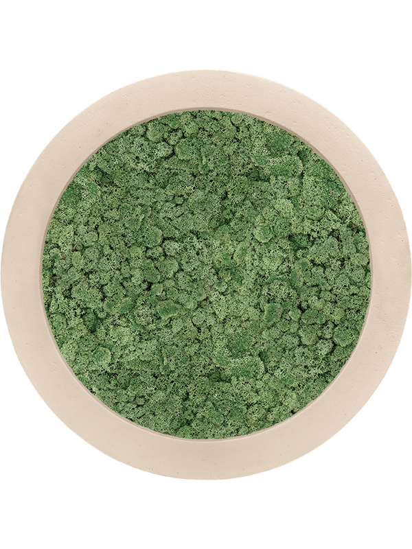 Картина из мха polystone natural 100% reindeer moss 40/5 (moss green) - фото 36238