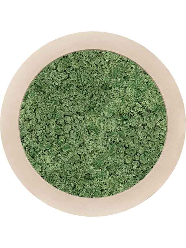 Картина из мха polystone natural 100% reindeer moss 80/5 (moss green) - фото 36239