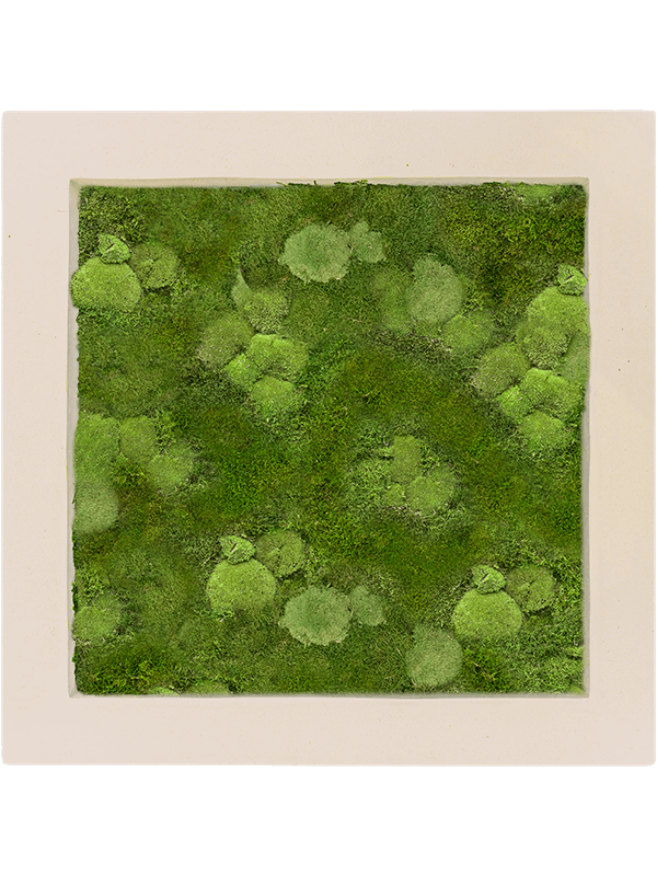 Картина из мха polystone natural 70/70/5 30% ball- and 70% flat moss - фото 36249