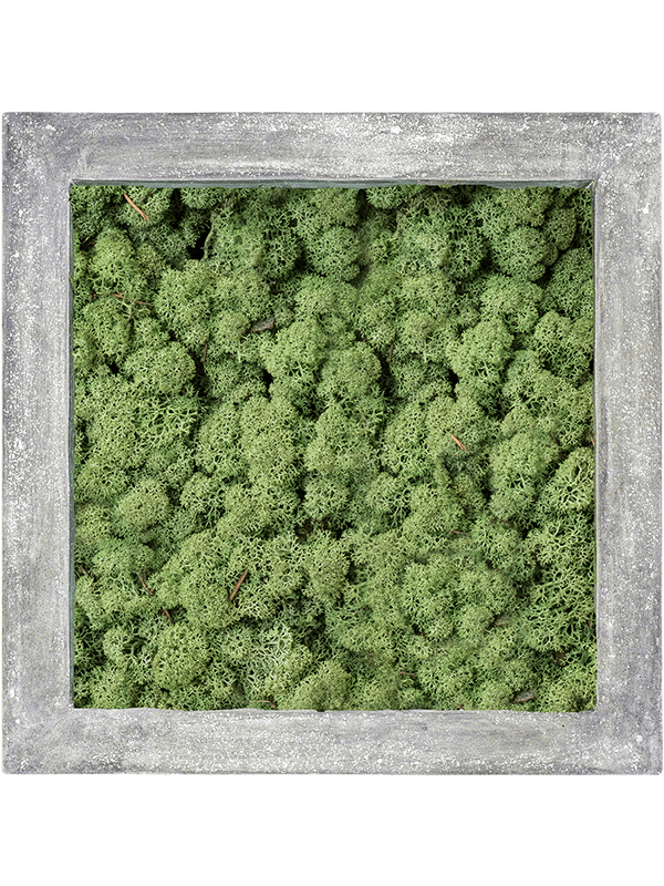 Картина из мха polystone raw grey 100% reindeer moss 70/70/5 (moss green) 19343 - фото 36259