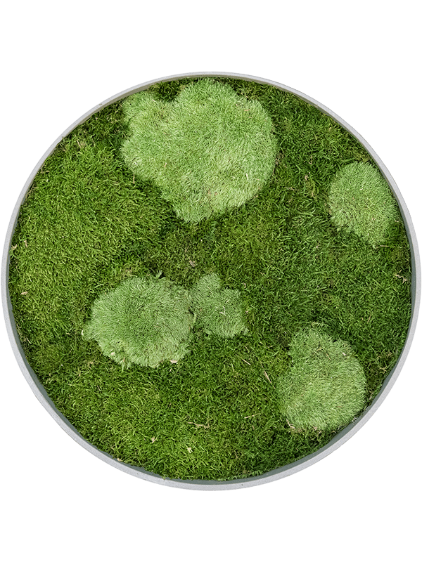 Картина из мха refined clouded grey 30% ball- and 70% flat moss - фото 36327