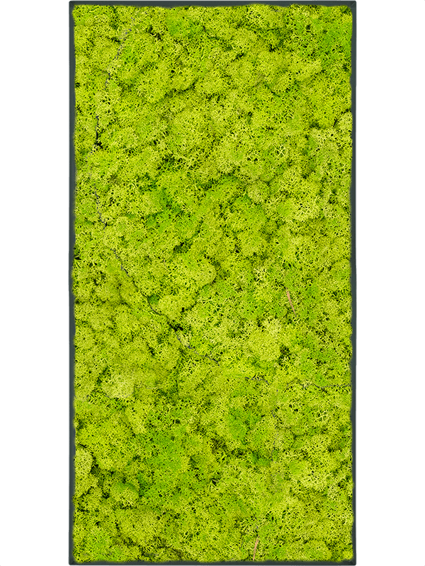 Картина из мха stiel l ral 7016 matt 100% reindeer moss (spring green), 19612 19612 - фото 36528