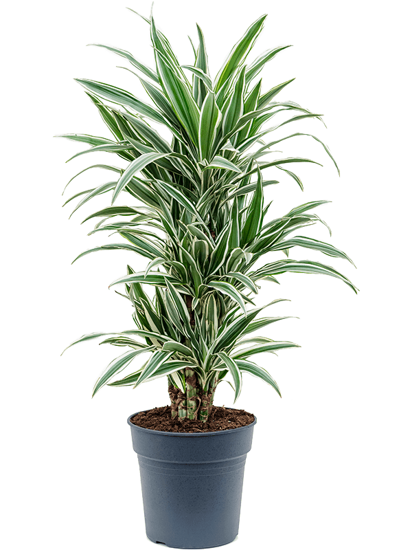 Драцена Деремская 'white stripe' 90/24 см (Nieuwkoop Europe) 20579 - фото 38834