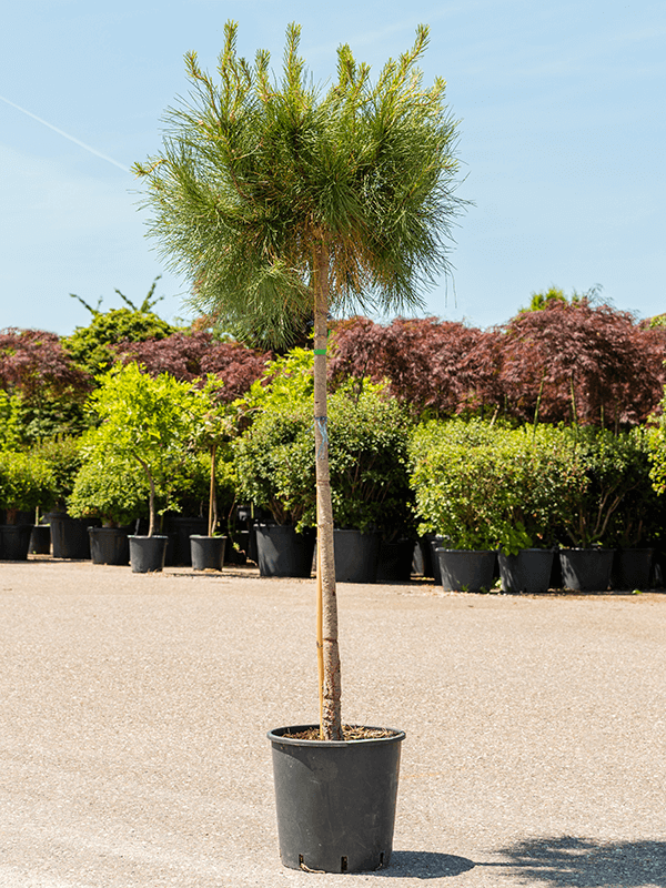 Сосна pinea 180/36 см (Nieuwkoop Europe) - фото 39019