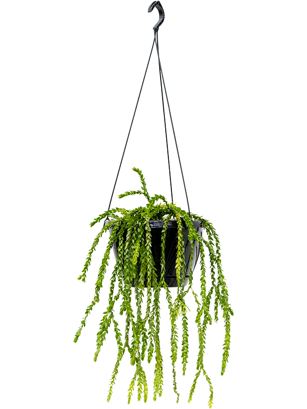 Баранец nummulariifolia подвесной 50/26 см (Nieuwkoop Europe) - фото 39336