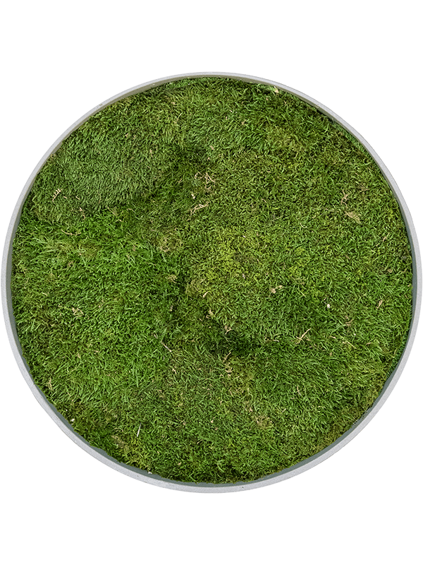 Картина из мха refined clouded grey 100% flat moss (искусственная) Nieuwkoop Europe - фото 40149