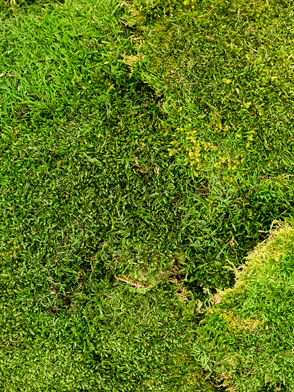 Стабилизированный мох Flat moss forest green (4 windowкоробка = ca 2 m2) - фото 45617