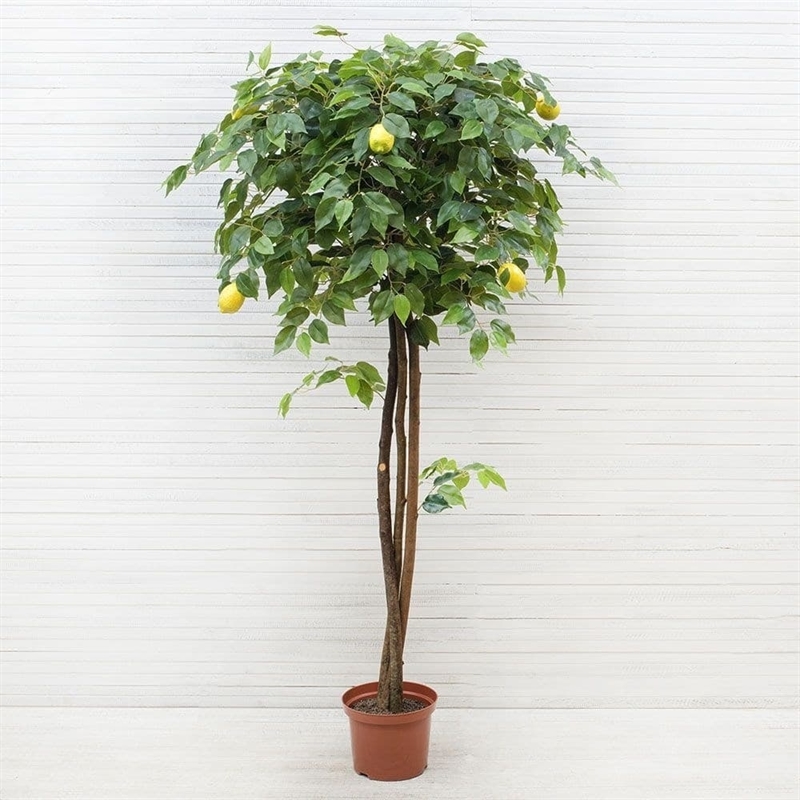 160/20М Дерево искусственное Лимон с плодами h160см - фото 53924
