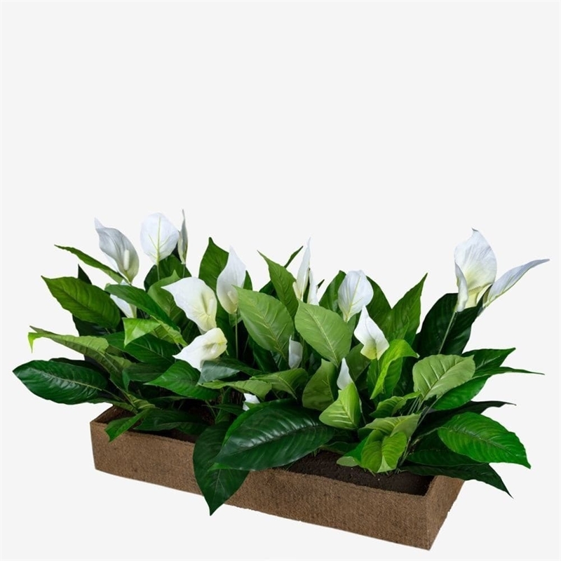К60/80 Композиция искусственная Спатифиллум цветущий в кокосовом боксе 100х30х15см (латекс) - фото 54190