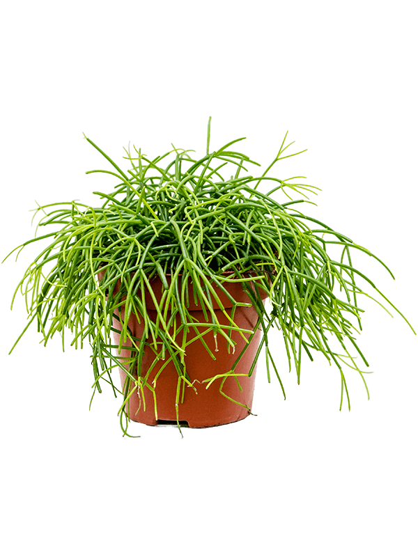 Рипсалис фото комнатный. Рипсалис Rhipsalis. Рипсалис Кассута. Рипсалис Кашеро 12/20. Суккулент рипсалис Барчела.