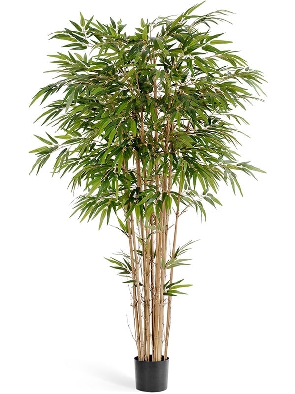 Бамбук Натуральный (искусственный) Treez Collection - фото 64612