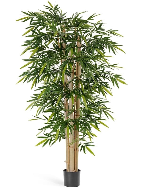Бамбук Новый гигантский (искусственный) Treez Collection - фото 64615