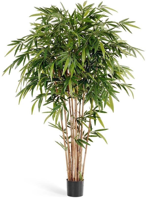 Бамбук Новый натуральный (искусственный) Treez Collection - фото 64618