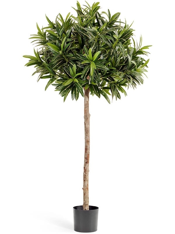 Кротон Голдфингер зонтичный 150 см (искусственный) Treez Collection - фото 64703