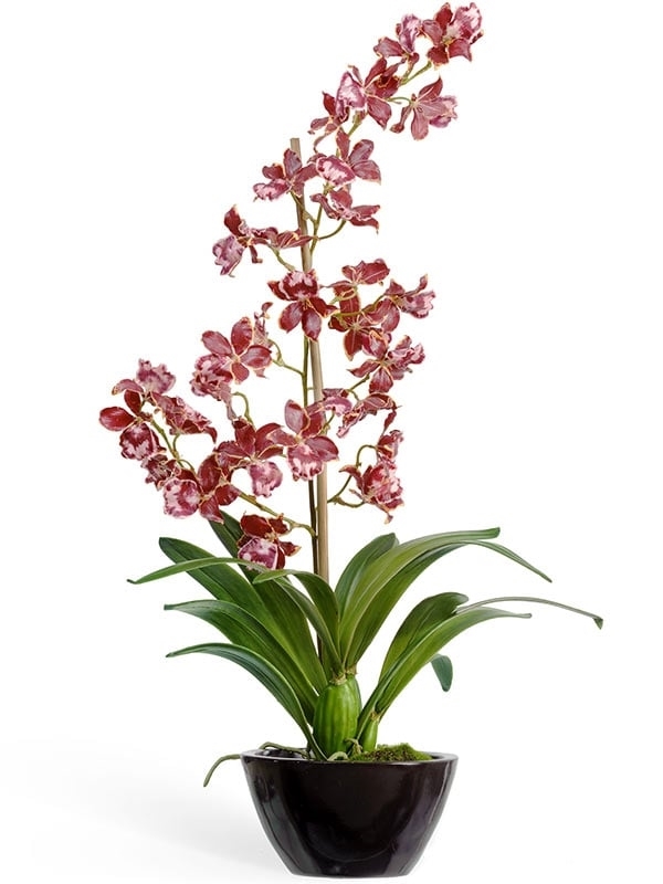 Орхидея Дендробиум бургундия с белым в кашпо (искусственная) Treez Collection - фото 64817
