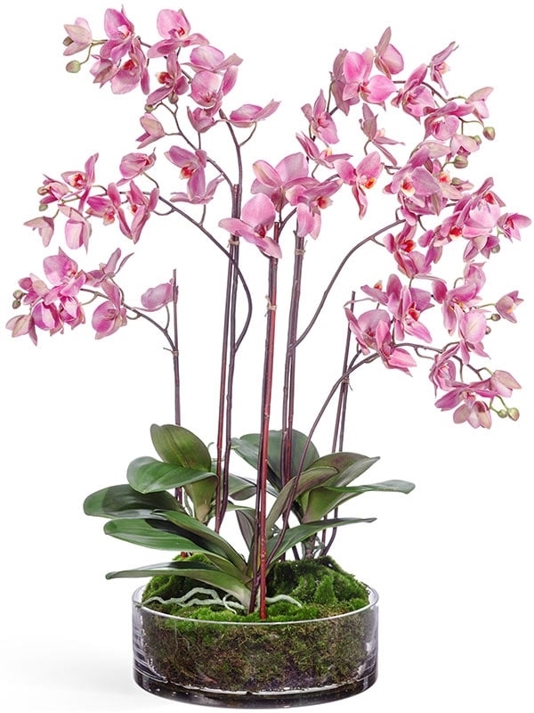 Орхидея Фаленопсис большая т.сиреневая в стекле с мхом, корнями, землёй (искусственная) Treez Collection - фото 64830