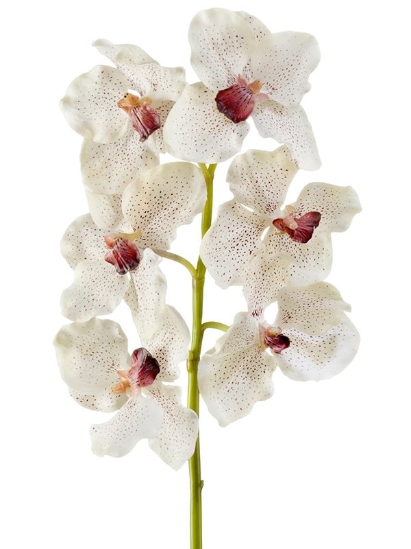Орхидея Ванда крем с крапинами бордо (искусственная) Treez Collection - фото 64832