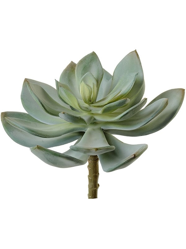 Суккулент Эхеверия Гиббифлора светло-зеленая припыленная (искусственная) Treez Collection - фото 64963