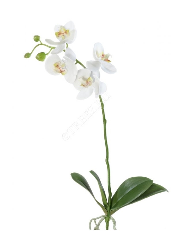 Орхидея Фаленопсис средняя белая куст с корнями (искусственная) Treez Collection - фото 65032