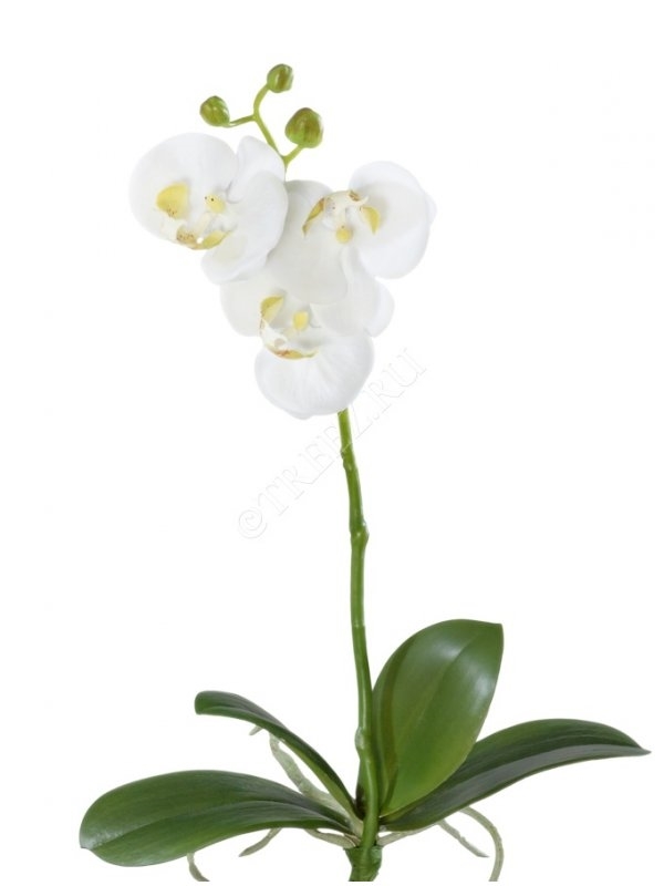 Орхидея Фаленопсис-мини белая куст с корнями  (искусственная) Treez Collection - фото 65033